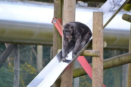 apeslide4