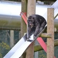 apeslide4
