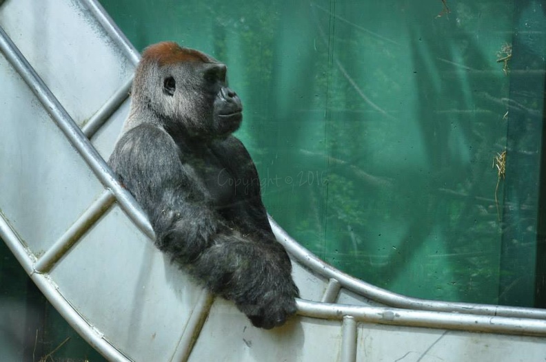 Gorilla on Trough