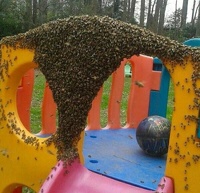 bee careful