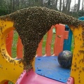 bee careful