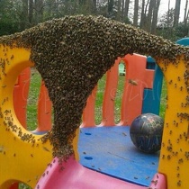 bee careful