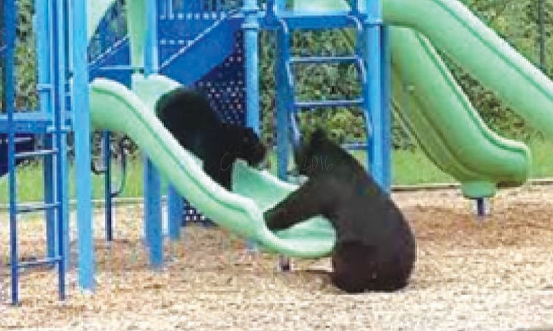Bear Slide