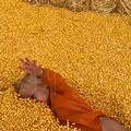 Surfacing Corn