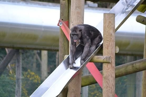 apeslide4